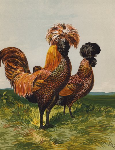 Polacco dorato maculato da Harrison William Weir