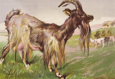 La bestia selvaggia di Katty da Harrison William Weir