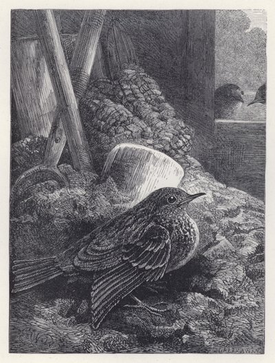 Piccolo pettirosso al sicuro da Harrison William Weir