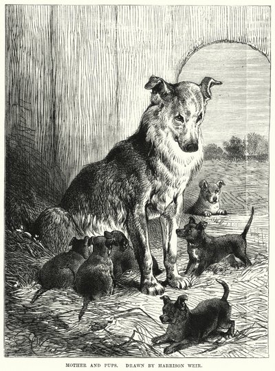 Madre e cuccioli da Harrison William Weir