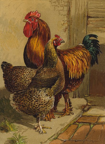 Cochin perniciato da Harrison William Weir