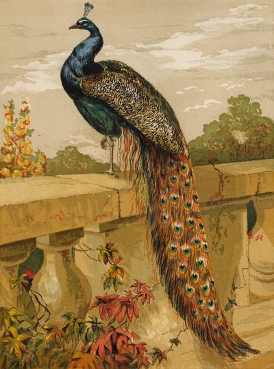 Pavone da Harrison William Weir