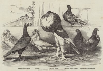 Piccioni esposti dalla Philoperisteron Society da Harrison William Weir