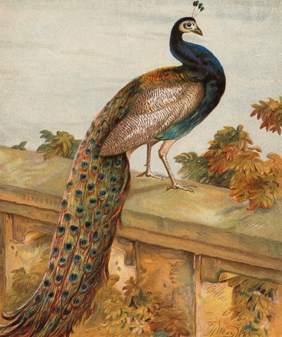 Orgoglio nel giardino da Harrison William Weir