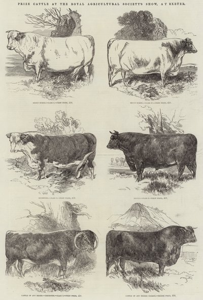 Bovini premiati alla mostra della Royal Agricultural Society a Exeter da Harrison William Weir