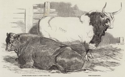 Bovini premiati alla mostra della Royal Agricultural Society, a Windsor da Harrison William Weir