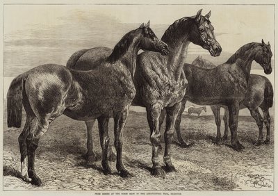 Cavalli premiati alla mostra di cavalli nella Agricultural Hall, Islington da Harrison William Weir