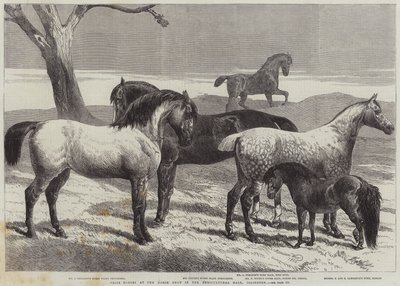 Cavalli premiati alla mostra equina nell