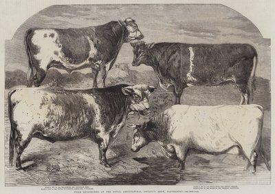 Shorthorn premiati alla mostra della Royal Agricultural Society, Canterbury da Harrison William Weir