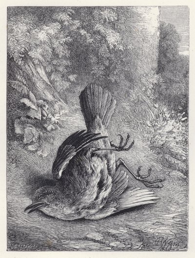 Robin Stordito dalla Sua Caduta da Harrison William Weir
