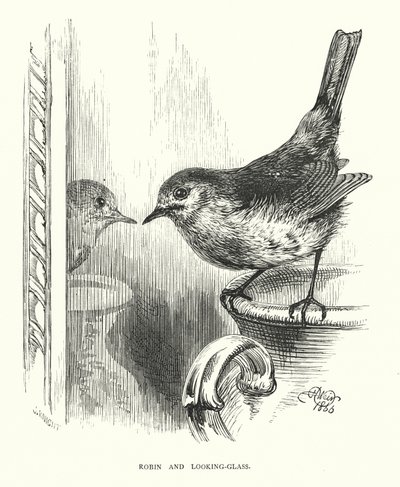 Robin e lo specchio (incisione) da Harrison William Weir