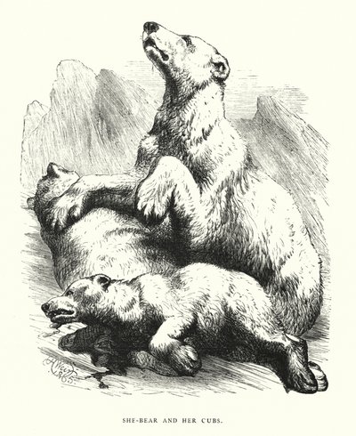 Orsa e i suoi cuccioli da Harrison William Weir
