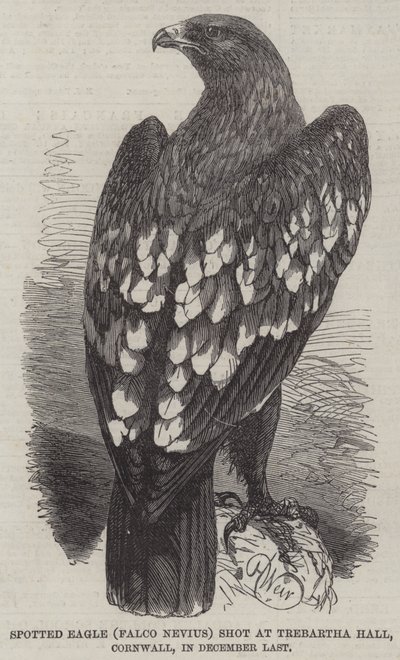 Aquila maculata (Falco Nevius) abbattuta a Trebartha Hall, Cornovaglia, a dicembre scorso da Harrison William Weir