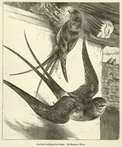 Rondini che costruiscono i loro nidi da Harrison William Weir