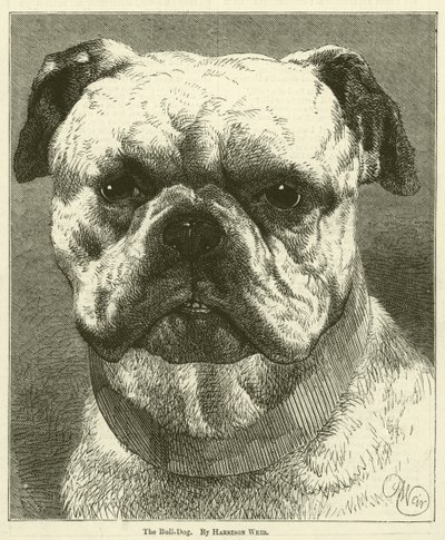 Il Bulldog da Harrison William Weir