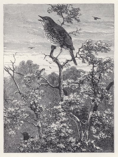 Il concerto degli uccelli da Harrison William Weir