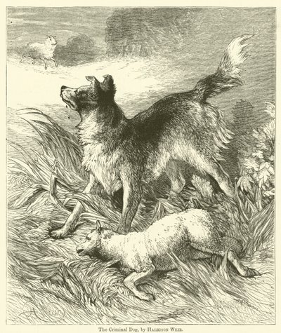Il cane criminale da Harrison William Weir