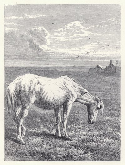 Il vecchio cavallo da Harrison William Weir