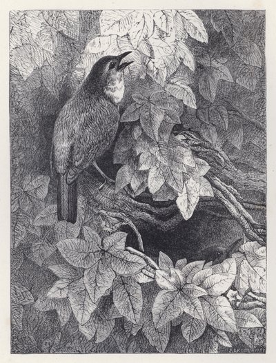 Il Nido dei Pettirossi da Harrison William Weir