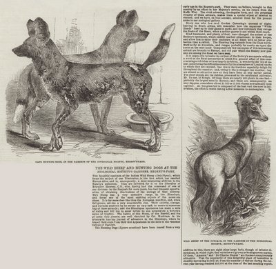 Le pecore selvatiche e i cani da caccia nei giardini della Società Zoologica, Regent
