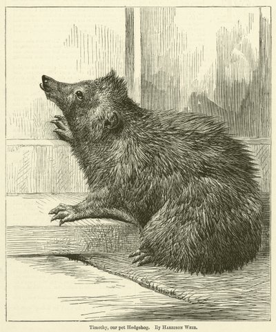 Timothy, il nostro riccio domestico da Harrison William Weir