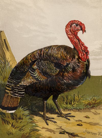 Tacchino da Harrison William Weir