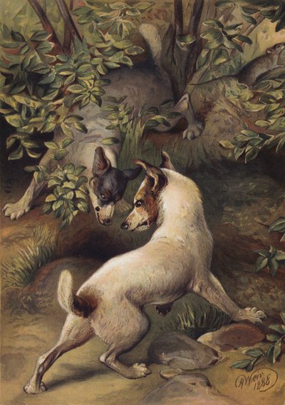 Due cani che cercano di raggiungere una pozza d