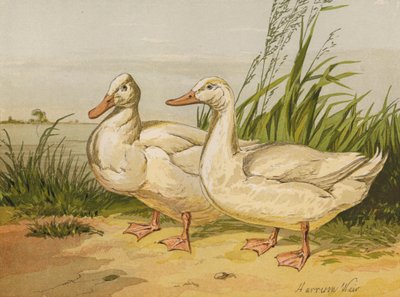 Anatre Aylesbury Bianche da Harrison William Weir