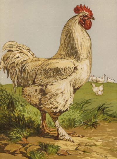 Gallo Cochin bianco da Harrison William Weir