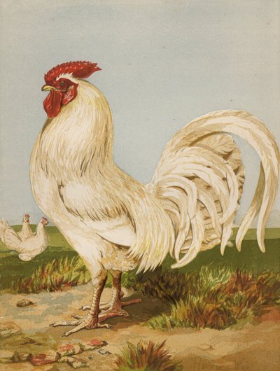 Dorking bianco da Harrison William Weir