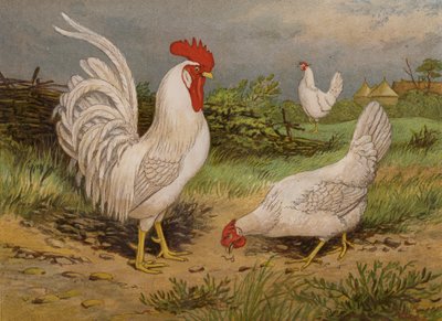 Livorno bianco da Harrison William Weir