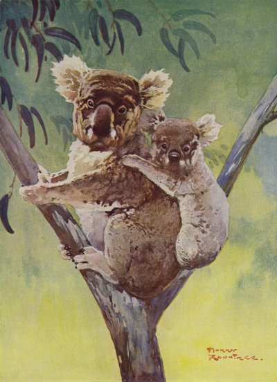 Koala e cucciolo su un albero di eucalipto, Australia da Harry Rountree