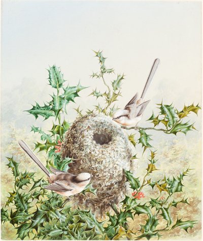 Fringuelli corallini e il loro nido in un agrifoglio da Harry Bright