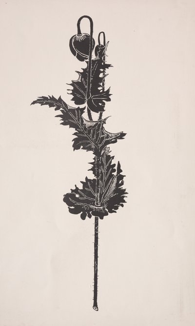 Studio di fiori da Harry Fenn