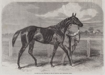 Caller Ou, il vincitore del St Leger da Harry Hall