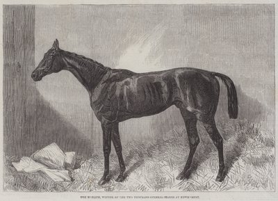 Il Marchese, vincitore delle Due Mille Ghinee a Newmarket da Harry Hall