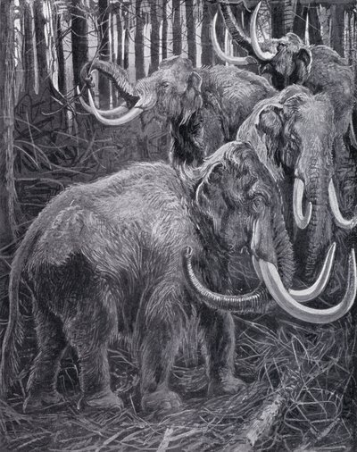 Mammut (litografia) da Harry Hamilton (after) Johnston