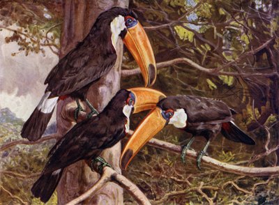 Un gruppo di tucani toco da Harry Hamilton Johnston