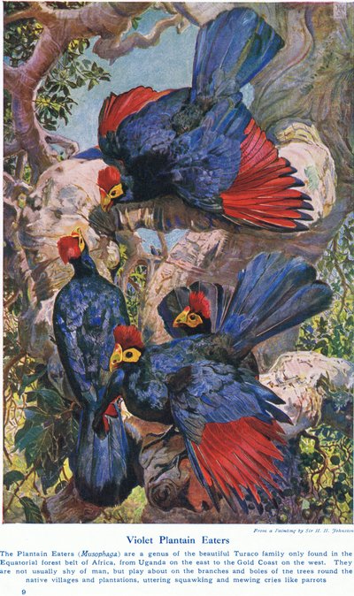 Mangiatrici di banane viola, illustrazione da 