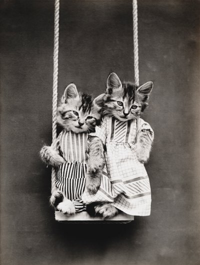 Serie dei gattini: Sull