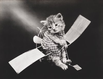 Serie dei gattini: Pilota che vola in aereo, 1914 circa (stampa all