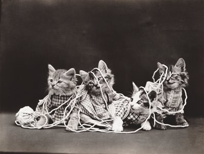 Serie dei gattini: Tangled in Yarn, 1914 circa (stampa su argento) da Harry Whittier Frees