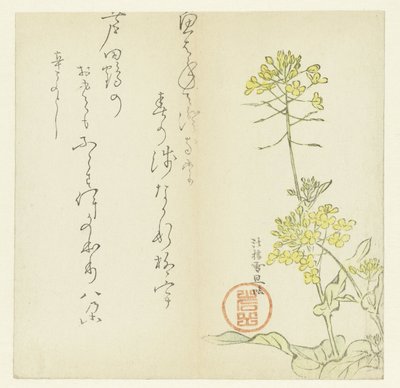 Fiori da Hasegawa Settan