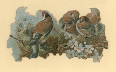 Uccelli da Hector Giacomelli