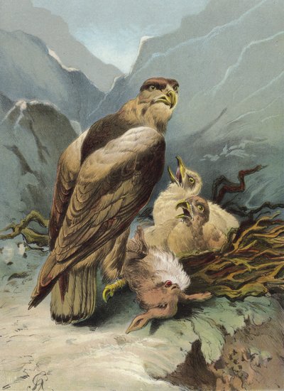 Aquila e i suoi piccoli da Hector Giacomelli
