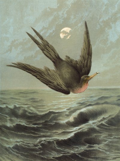 Uccello fregata (cromolitografia) da Hector Giacomelli