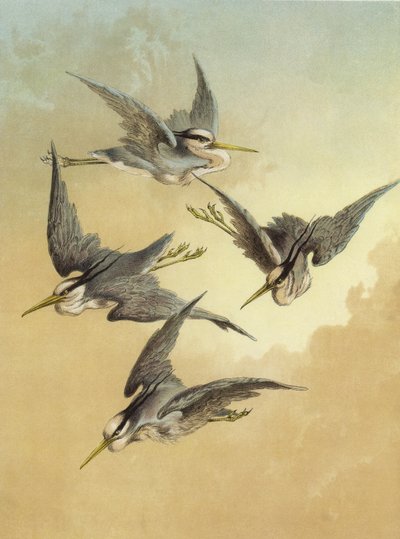 Airone da Hector Giacomelli