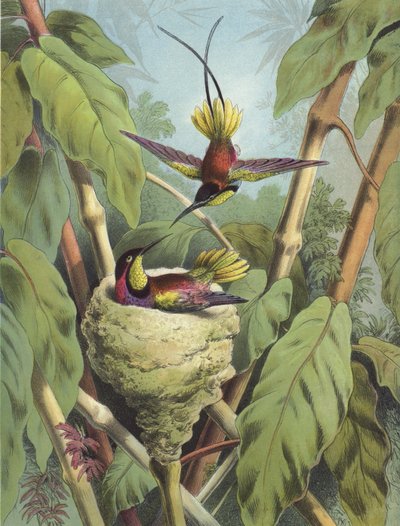 Colibrì (cromolitografia) da Hector Giacomelli