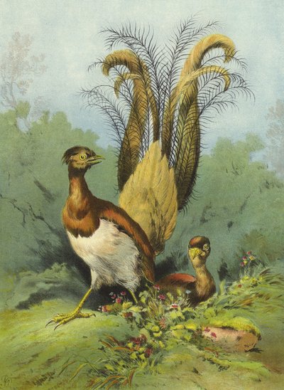 Uccello lira (cromolitografia) da Hector Giacomelli