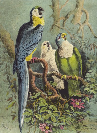 Pappagalli (cromolitografia) da Hector Giacomelli